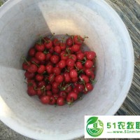 占地櫻桃苗供應(yīng)