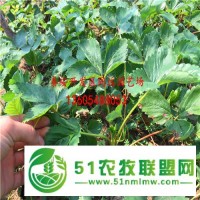 紅顏草莓苗有 紅顏草莓苗價(jià)格一棵