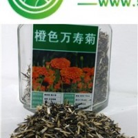 出售橙色萬(wàn)壽菊種子，全國(guó)包郵，貨到付款