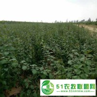 一年生山西連翹小苗批發(fā) 2年連翹樹苗價(jià)格=藥用-綠化-庭院栽植