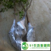 棗樹苗批發(fā)價(jià)格 棗苗基地