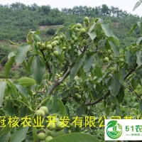 供應(yīng)**核桃嫁接苗，核桃樹栽植時(shí)間