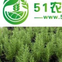 迷迭香種苗