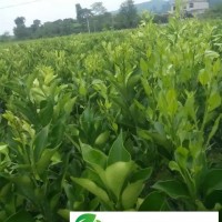 供應(yīng)錦蜜冰糖橙果樹(shù)苗木/果苗 橘子樹(shù)苗 冰糖柑樹(shù)苗 當(dāng)年結(jié)果可盆栽冰糖橙果樹(shù)苗