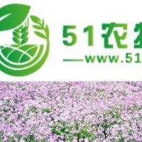 鄭州*好的二月蘭花卉種子提供商：安陽(yáng)二月蘭種子