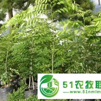 供應(yīng)檀香苗與小葉紫檀苗廣西園藝場