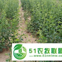 歡迎：出售1、2、3、4公分大金星山楂樹(shù)苗產(chǎn)品詳情產(chǎn)品詳情