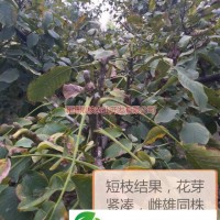 公司對(duì)客戶實(shí)行“三保一跟蹤”服務(wù)，即保純度，保成活率，保核桃干品回收，一站式跟蹤指導(dǎo) 保證了客戶與公司在核桃產(chǎn)業(yè)發(fā)展中保持互惠互利的良性發(fā)展 由于從事苗木行業(yè)多年，有著一定的技術(shù)與經(jīng)驗(yàn)，根據(jù)很多客戶提