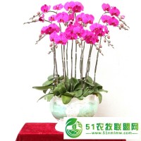 **年宵花價(jià)格跳水，小型花卉盆栽*受寵