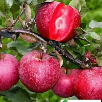 新煙富111蘋果苗 矮化蘋果苗 泰安蘋果苗價(jià)格**