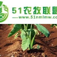 蔬菜種植供應(yīng)商——能買到較*值的蔬菜