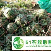 河南開封西瓜-開封西瓜-河南西瓜代辦