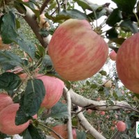 金秋十月洛川紅富士蘋果重磅來襲