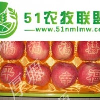 2016洛川紅富士蘋(píng)果成熟了
