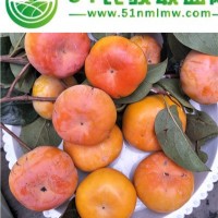 柿子樹(shù)苗批發(fā)-柿子樹(shù)苗新品種產(chǎn)量大-柿子樹(shù)苗價(jià)格量大優(yōu)惠