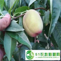 桃樹(shù)苗報(bào)價(jià)，重瓣桃花壽心桃 壽星桃樹(shù)苗