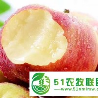 陜西嘎啦蘋果新上市，脆甜多汁
