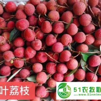 黑葉荔枝