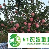 綏中代收蘋果