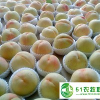 無錫陽山水蜜桃批發(fā)市場(chǎng),**陽山水蜜桃