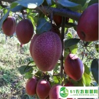 批發(fā)晚秋黃梨樹(shù)苗 梨樹(shù)苗果樹(shù)苗當(dāng)年結(jié)果 盆栽地栽嫁接苗