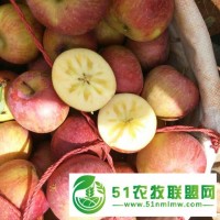 高原無污染鹽源蘋果批發(fā)價格 四川大涼山