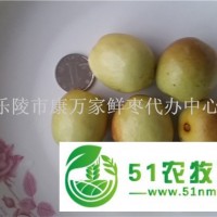 山東冬棗*代辦