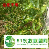 香港江西路社區(qū)居委會(huì)設(shè)計(jì)冬棗招商歡迎大神來電咨詢