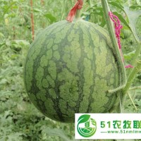 仁風富硒西瓜