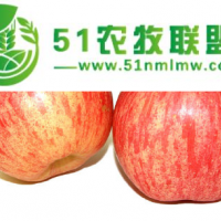 不來看就**了，便宜批發(fā)大連喬納金，具體價格可電話商議