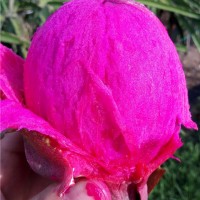 農(nóng)耕年華農(nóng)業(yè)科技/四川火龍果/遂寧火龍果基地