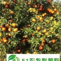 臨沂水果批發(fā)，百香果，沃柑，茂谷柑批發(fā)找廣西山山秀果