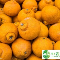 大量春見丑柑上市產(chǎn)地批發(fā)