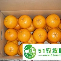 屏山特產(chǎn) 富硒椪柑 現(xiàn)摘現(xiàn)發(fā)