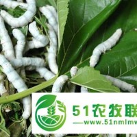 高青縣蠶養(yǎng)殖