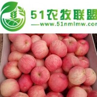 山東冷庫紅富士蘋果批發(fā)價格 山東蘋果產地** 冷庫蘋果大量供應