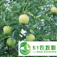大量供應(yīng)山東金帥蘋(píng)果