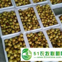 冬棗產地批發(fā)價格 貨源足