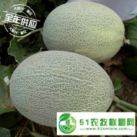 大漠16°蜜瓜誠招全國代理，微商、電商，支持一件代發(fā)