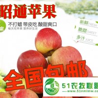 云南糖心蘋果 昭通現摘蘋果 爽口多汁不打蠟