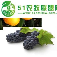 供甘肅橘子銷售和蘭州葡萄批發(fā)報(bào)價(jià)