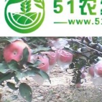 2015紅富士蘋果較新價格 紅富士基地 紅富士批發(fā)價格0.8元
