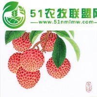 新鮮南山荔枝無需擔(dān)心品質(zhì)，可來果園考察
