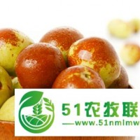山西6萬(wàn)畝冬棗、子彈頭棗基地誠(chéng)招客商