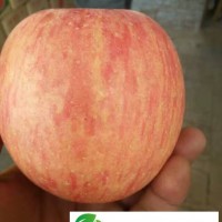 2019冷庫(kù)紅富士蘋果批發(fā)價(jià)格陜西冷庫(kù)紅富士蘋果