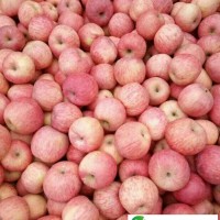 山東紅富士蘋(píng)果價(jià)格行情