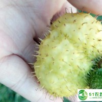 刺梨果，刺梨鮮果-中國(guó)刺梨之鄉(xiāng)直售