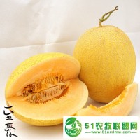 新疆吐魯番新品 至愛蜜瓜 陸地瓜2個/箱 6-7斤 德邦空運