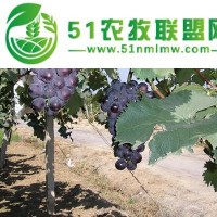 齊齊哈爾綠泉春提子種植合作社小貼士，葡萄品種小分類