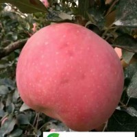 山東紅富士蘋果**出售紅富士蘋果批發(fā)價格